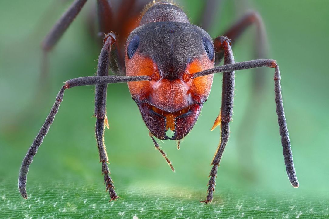 Auf der Erde existieren rund 10 Trillionen Insekten. Sie bevölkern den Plane... - Bildquelle: Superstock