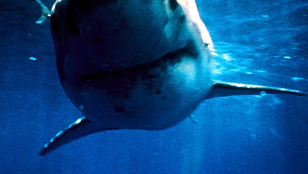 Shark Zone - Tod aus der Tiefe - Bildquelle: Foo