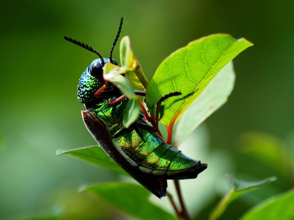 Auf der Erde existieren rund 10 Trillionen Insekten. Sie bevölkern den Plane... - Bildquelle: Getty Images