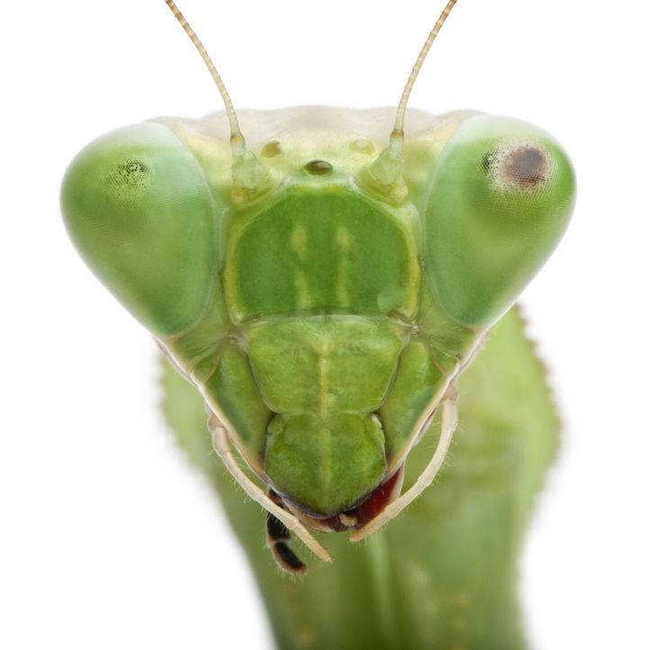 Auf der Erde existieren rund 10 Trillionen Insekten. Sie bevölkern den Plane... - Bildquelle: Pond5, Inc.